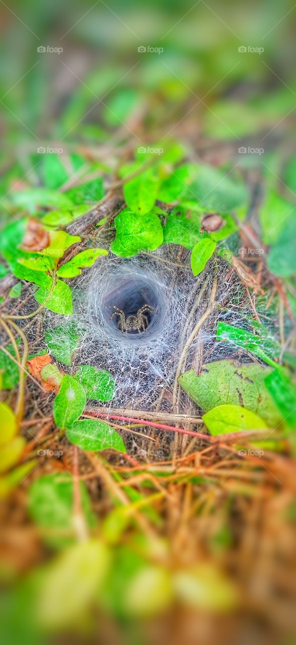 a little spider in a spider web
