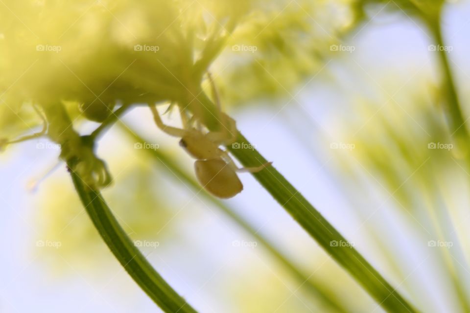 Spider in the grass