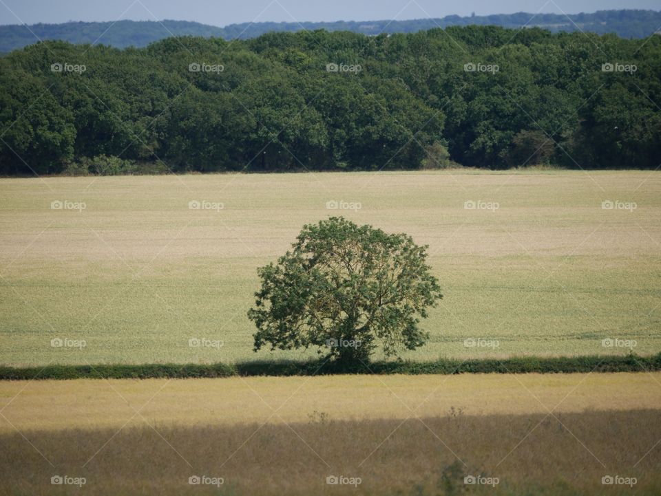 Crops. English farm 