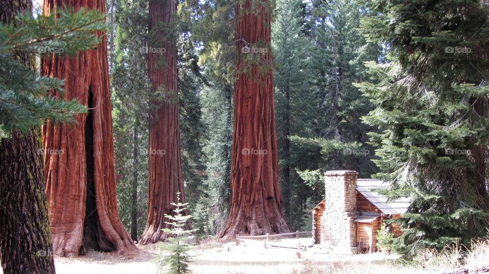 Hiking in the redwoods