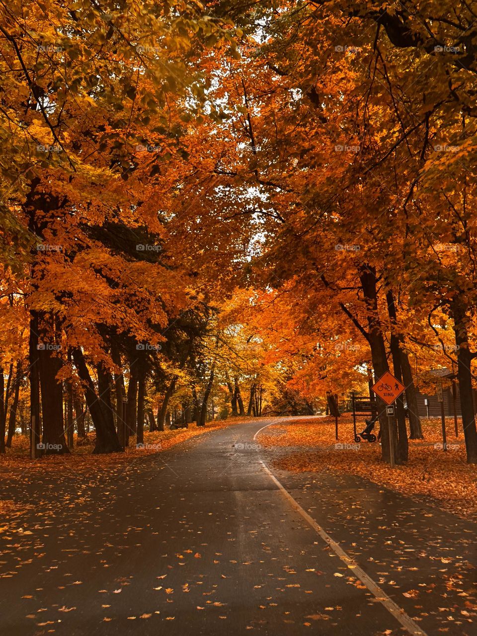 Fall colors in a park