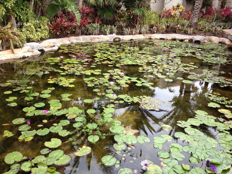 Lilly pond 1