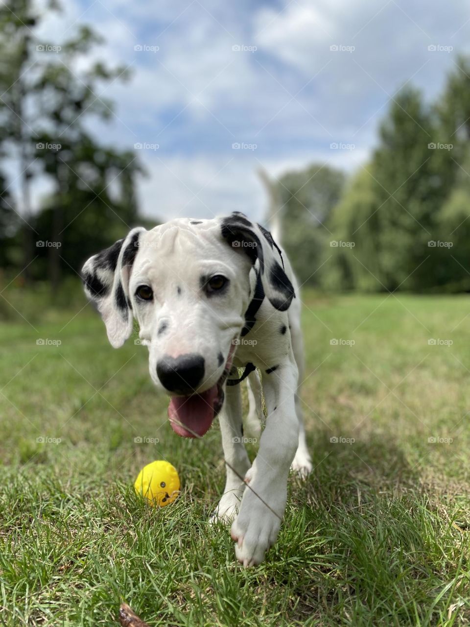 Dod Dalmatian happy