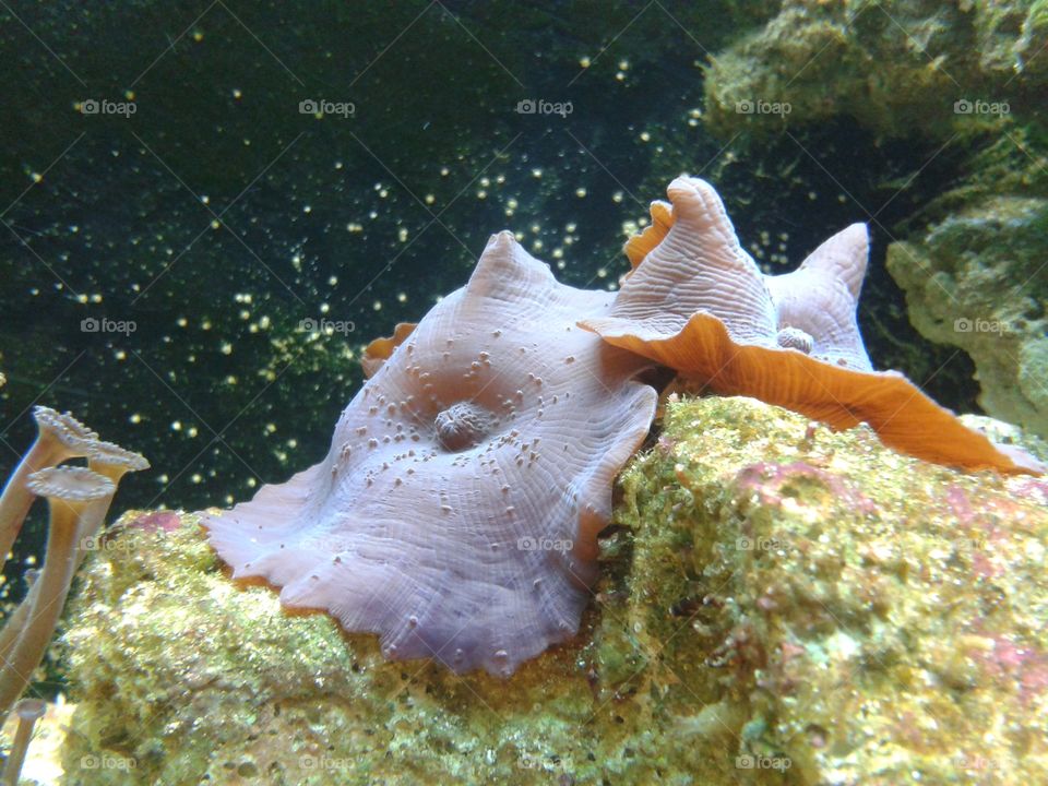 mushroom coral. purple mushrooms thats growing in our marine tank