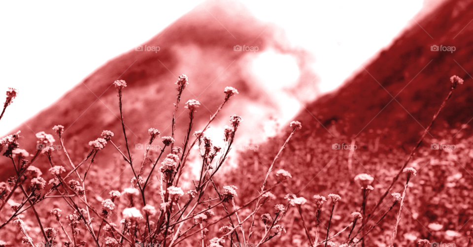 field light yellow nature by hlehnerer