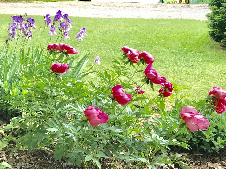 Flowers in the park