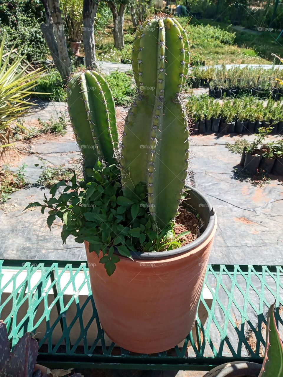 Cactus