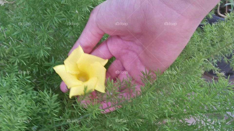 Im holding a yellow flower.