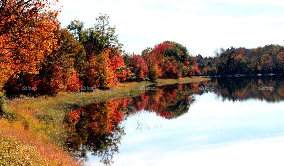 Colorful trees on the banks of the LaHave river