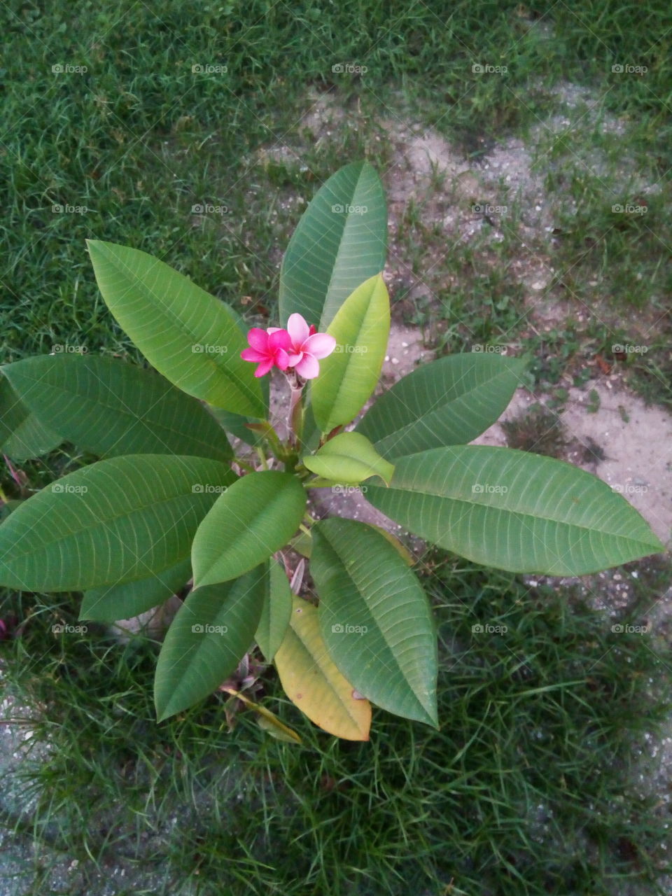 Nature, Flora, Tropical, Summer, No Person