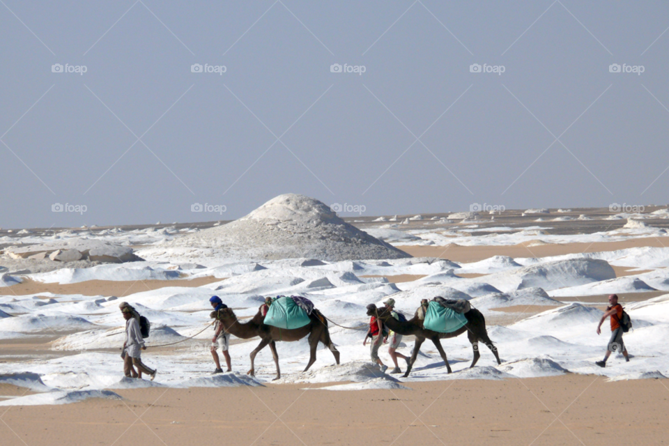 white desert national park. sahara. egypt. africa. camel safari white desert by ann