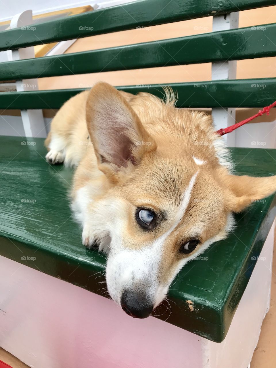 Contemplative corgi 