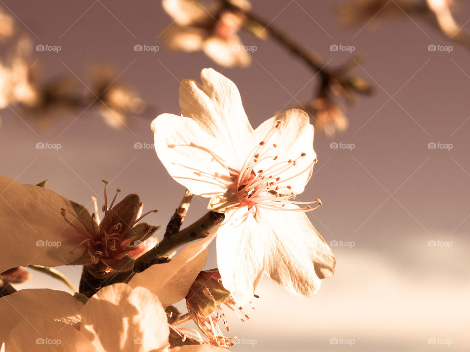 a pretty flower