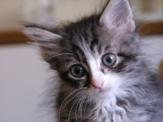 cat