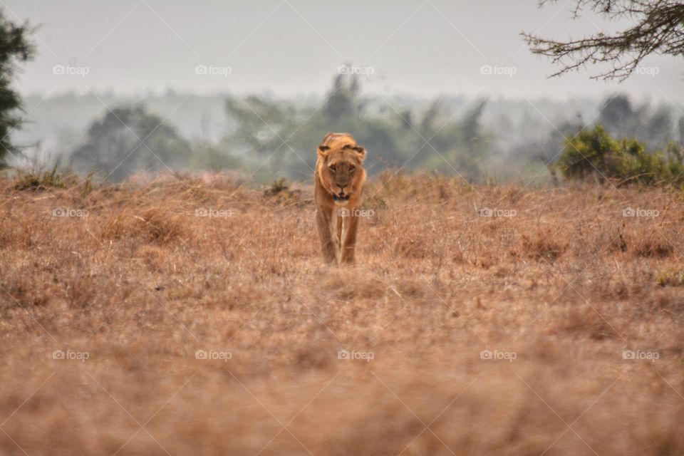 The King of Nairobi National Park! The only city with a national park in its environs. Our lions are one of a kind!