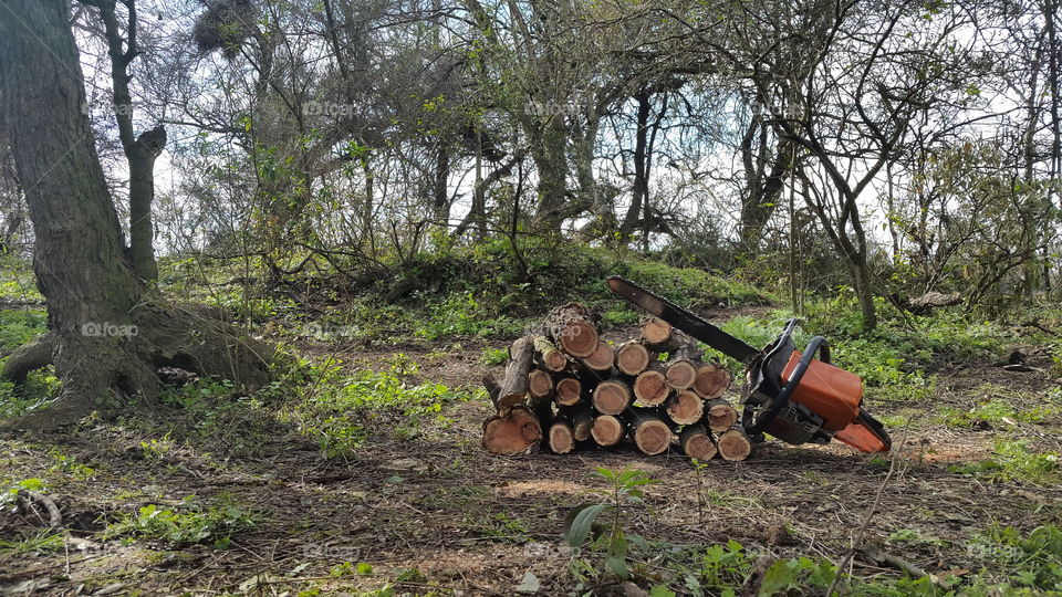 cutting logs with chainsaw in The wood