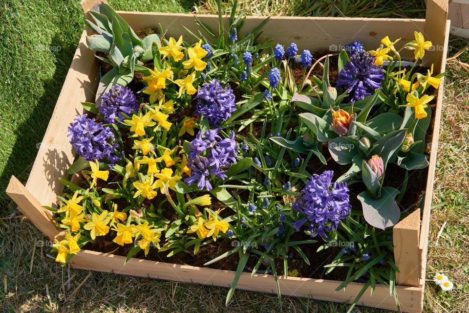 Early-blooming spring flowers 