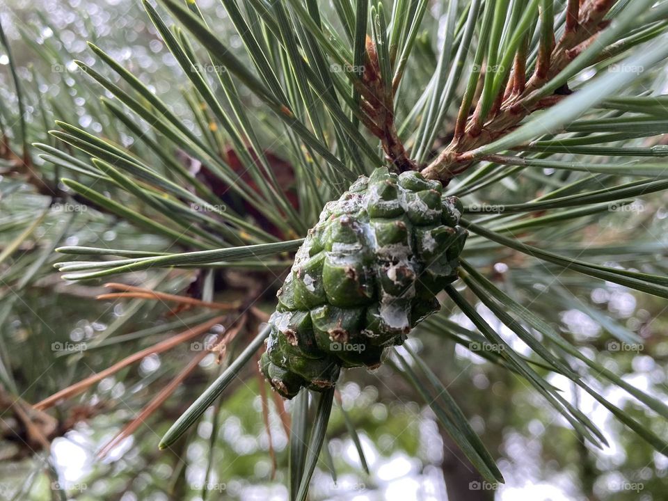 Pine cone 