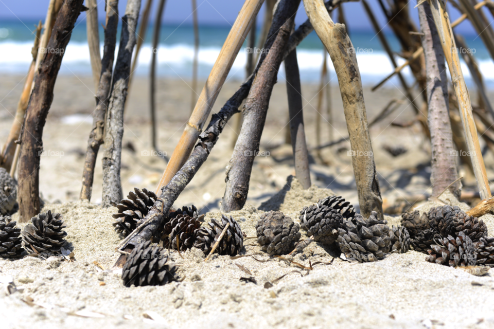 pine corns on the beach