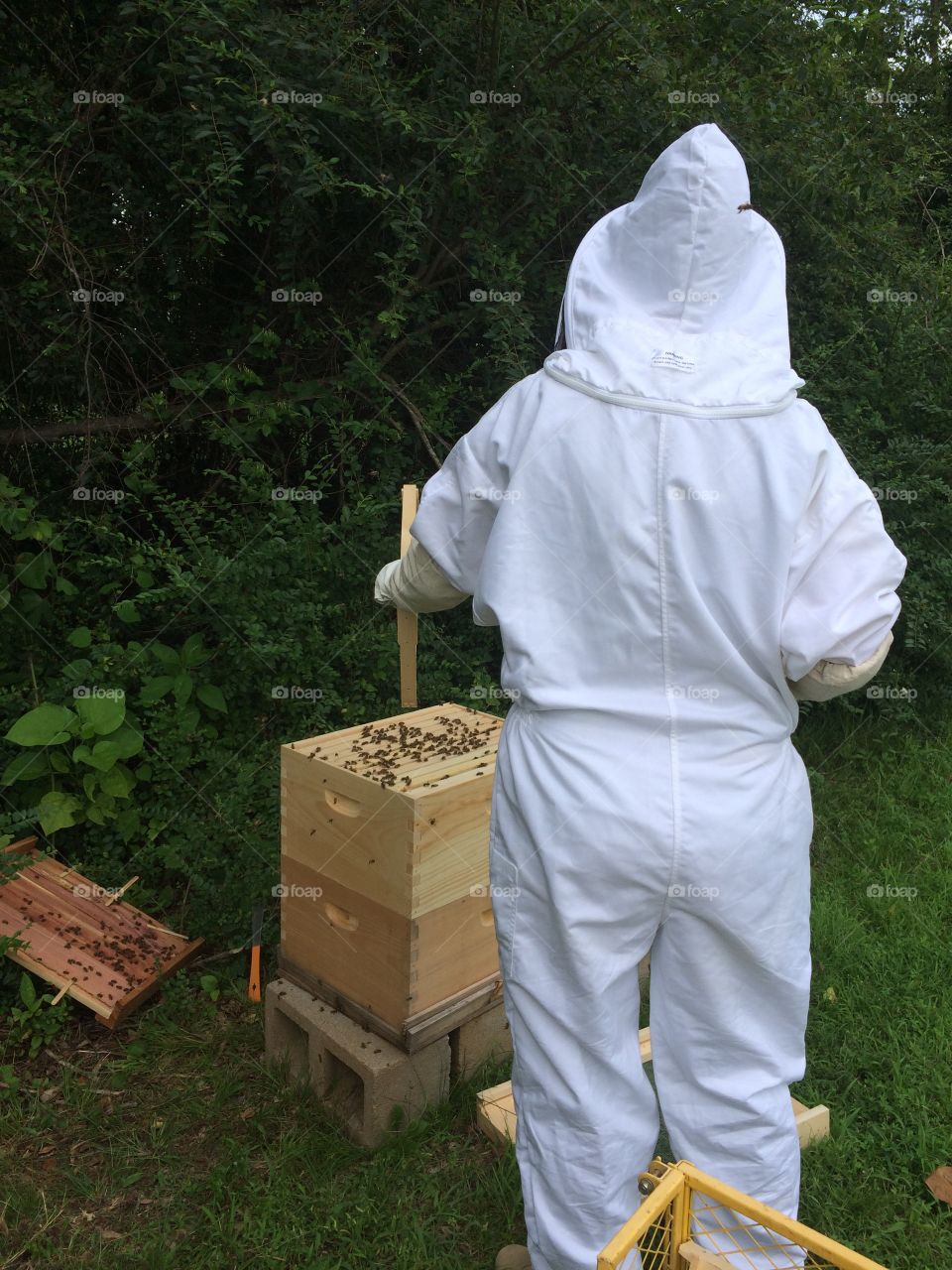 Checking on honeybees 