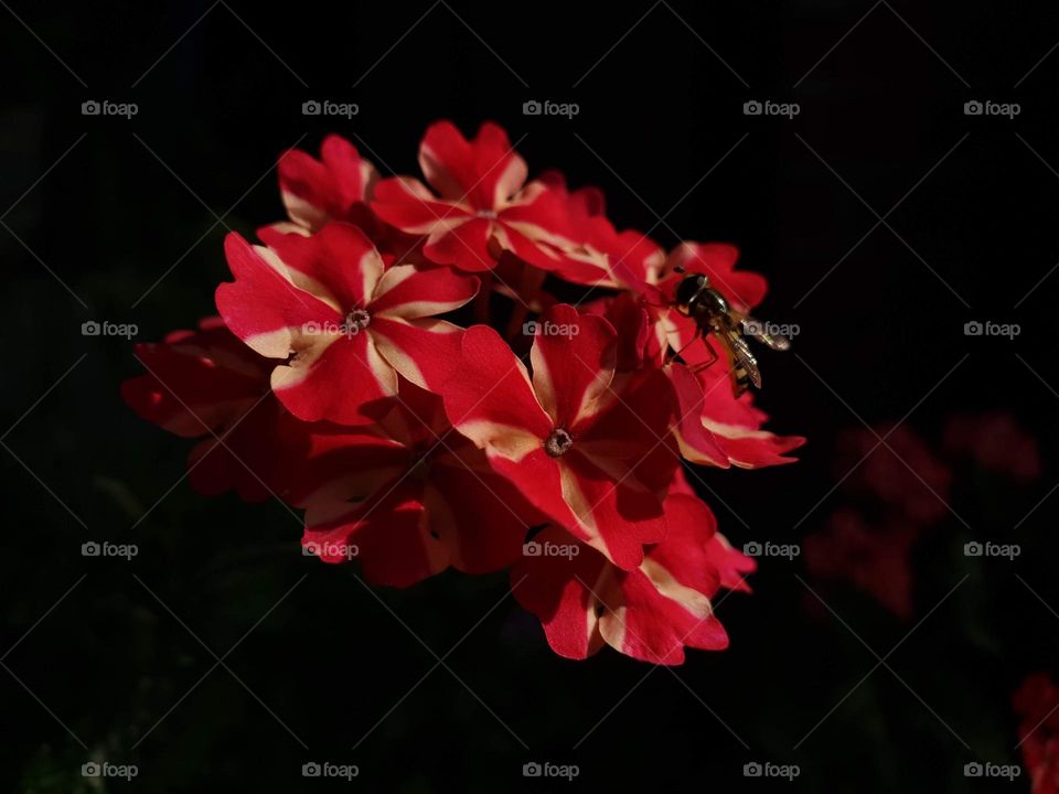 a portrait of red and yellow flowers in pitch black on a sunny day during summer.