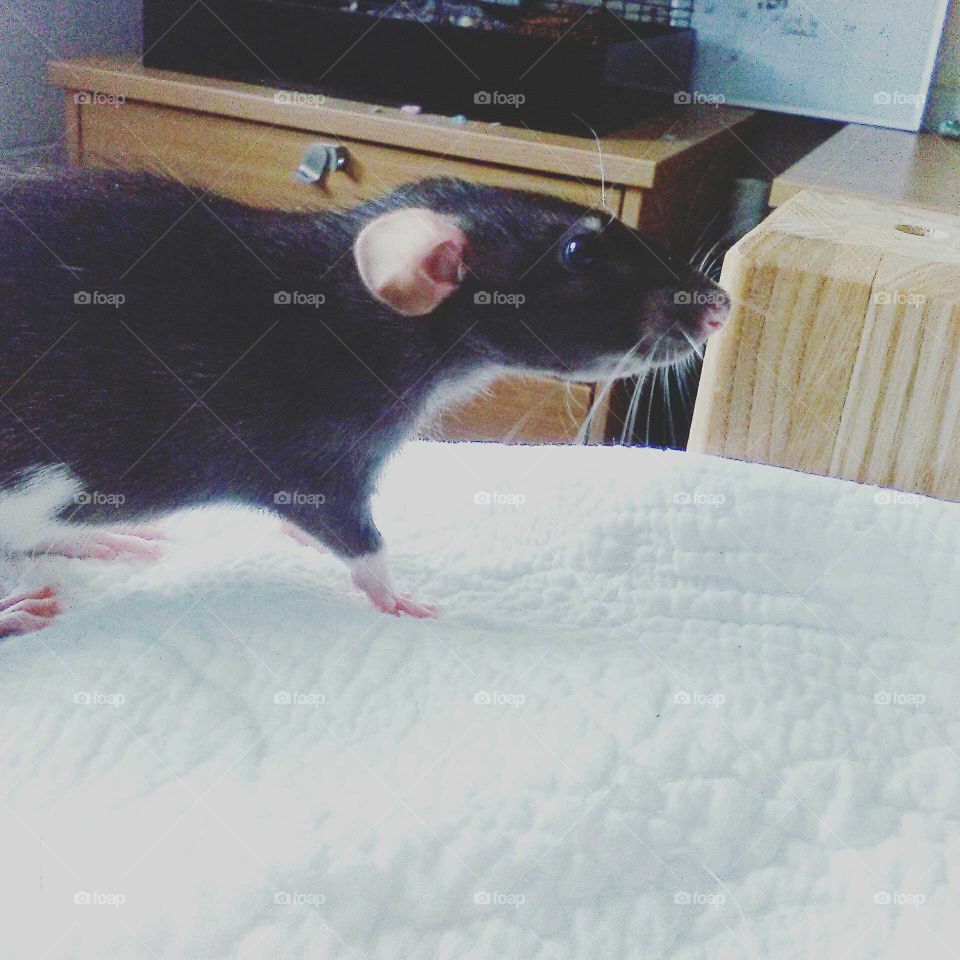 Olive, the rat. She's my best friend!