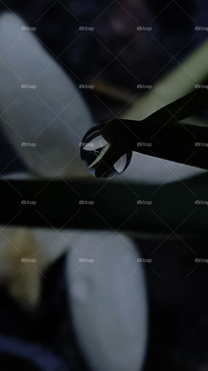 Rainy morning s are perfect for a walk in the woods, I notice silver liquid sunshine shows reflection of a fallen Jasmine flower