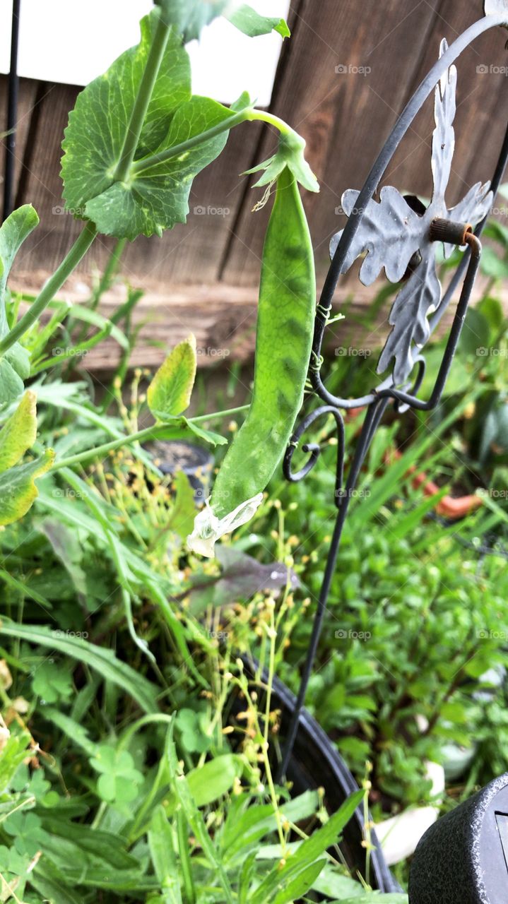 Snap pea growing on the vine 