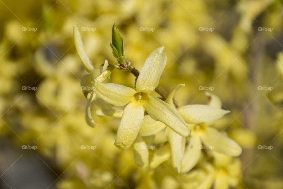 yellow flower/bush