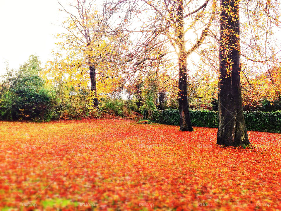 denmark leaves fall autumn by thomaslykke.rasmussen.9