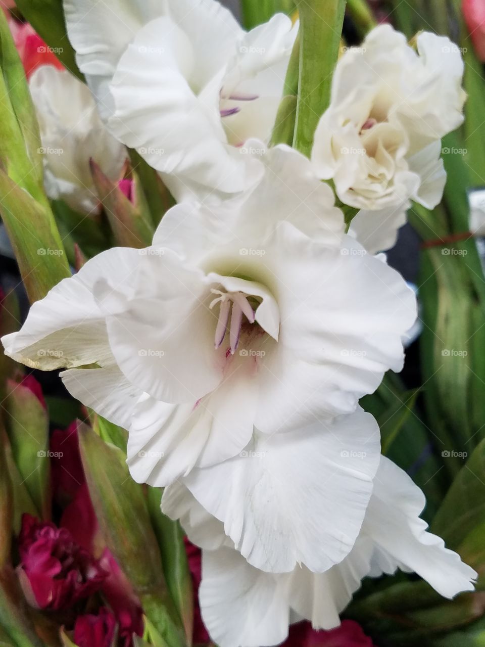 Pure white gladiolus