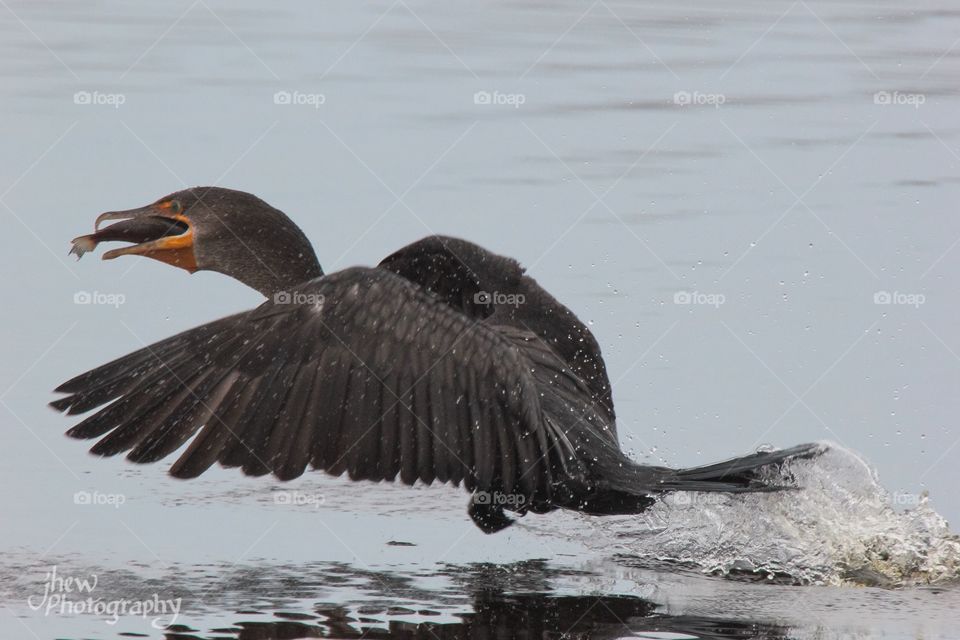 Cormorant