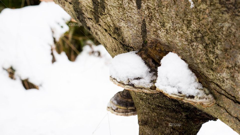 wintermushroom