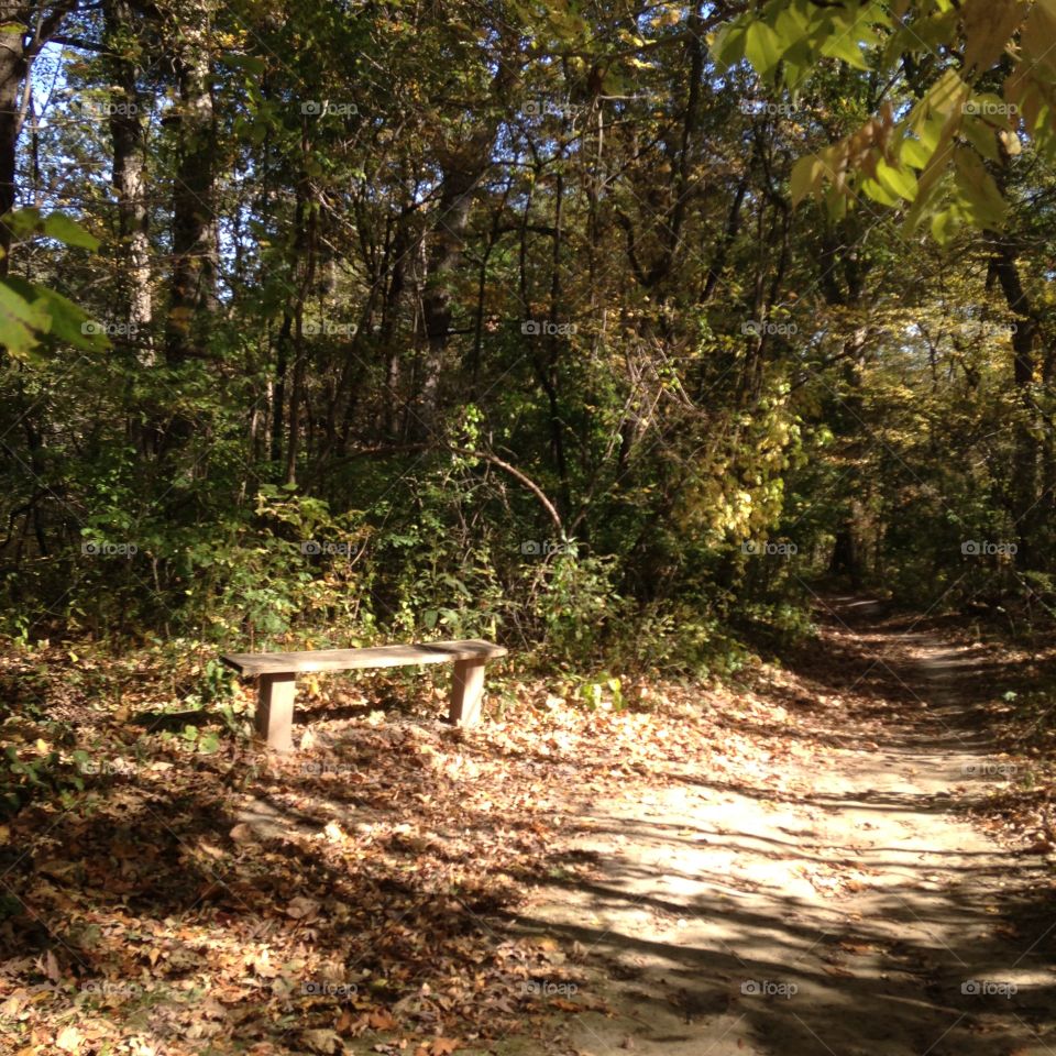 Empty bench in forest