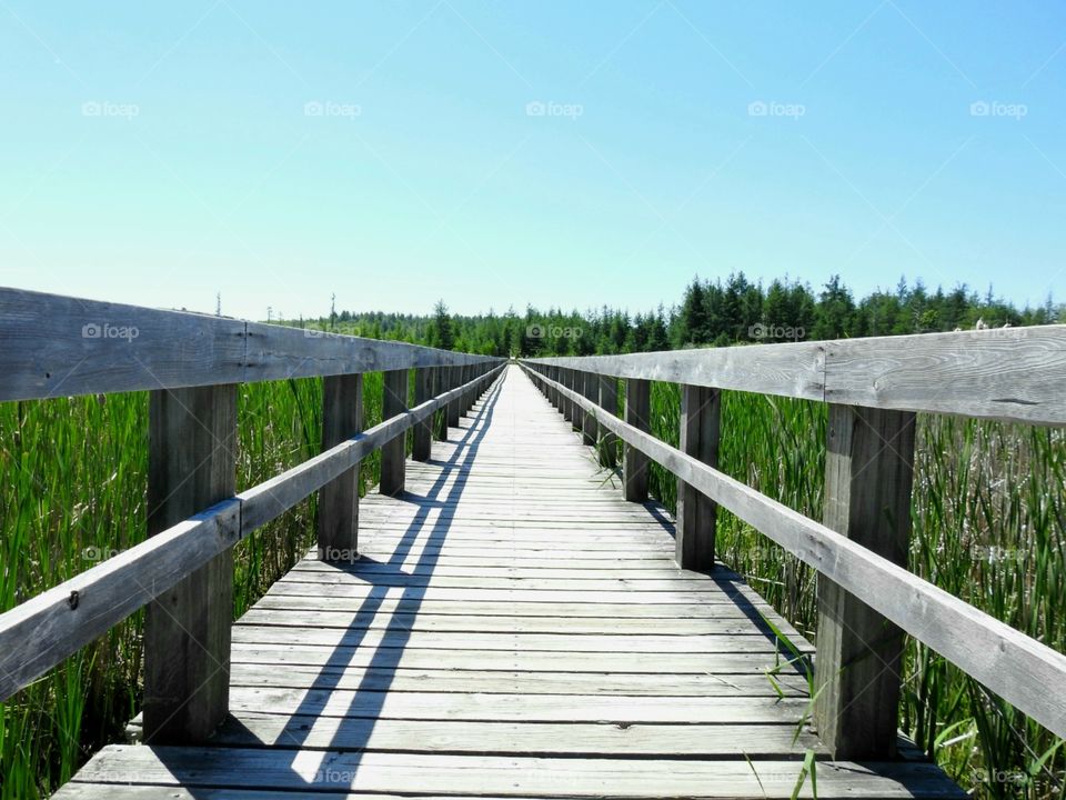 Mer bleue bog