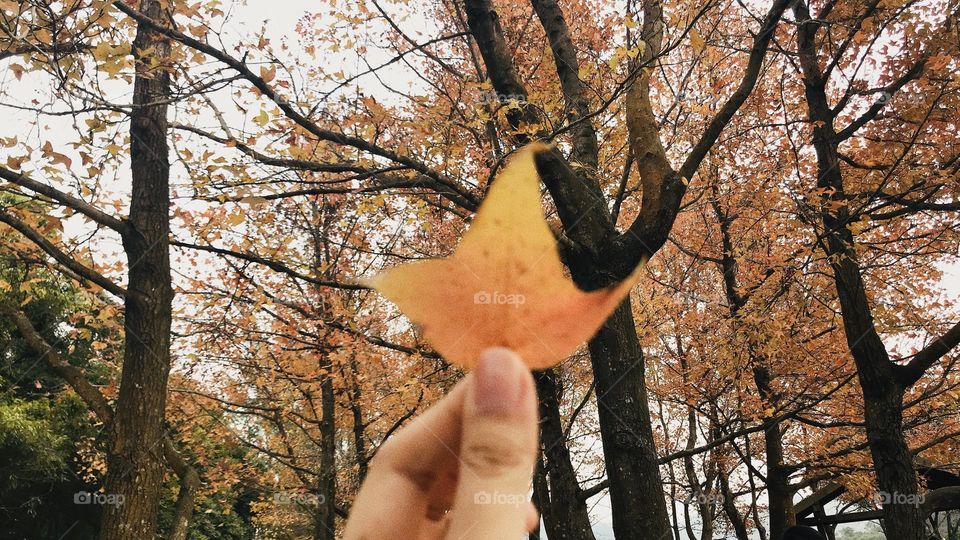 It was fall and the leaf peepers were out in force.