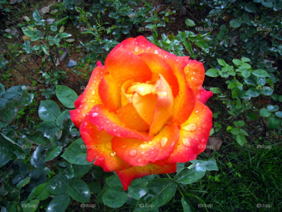 green yellow pink flower by mengzishiliu