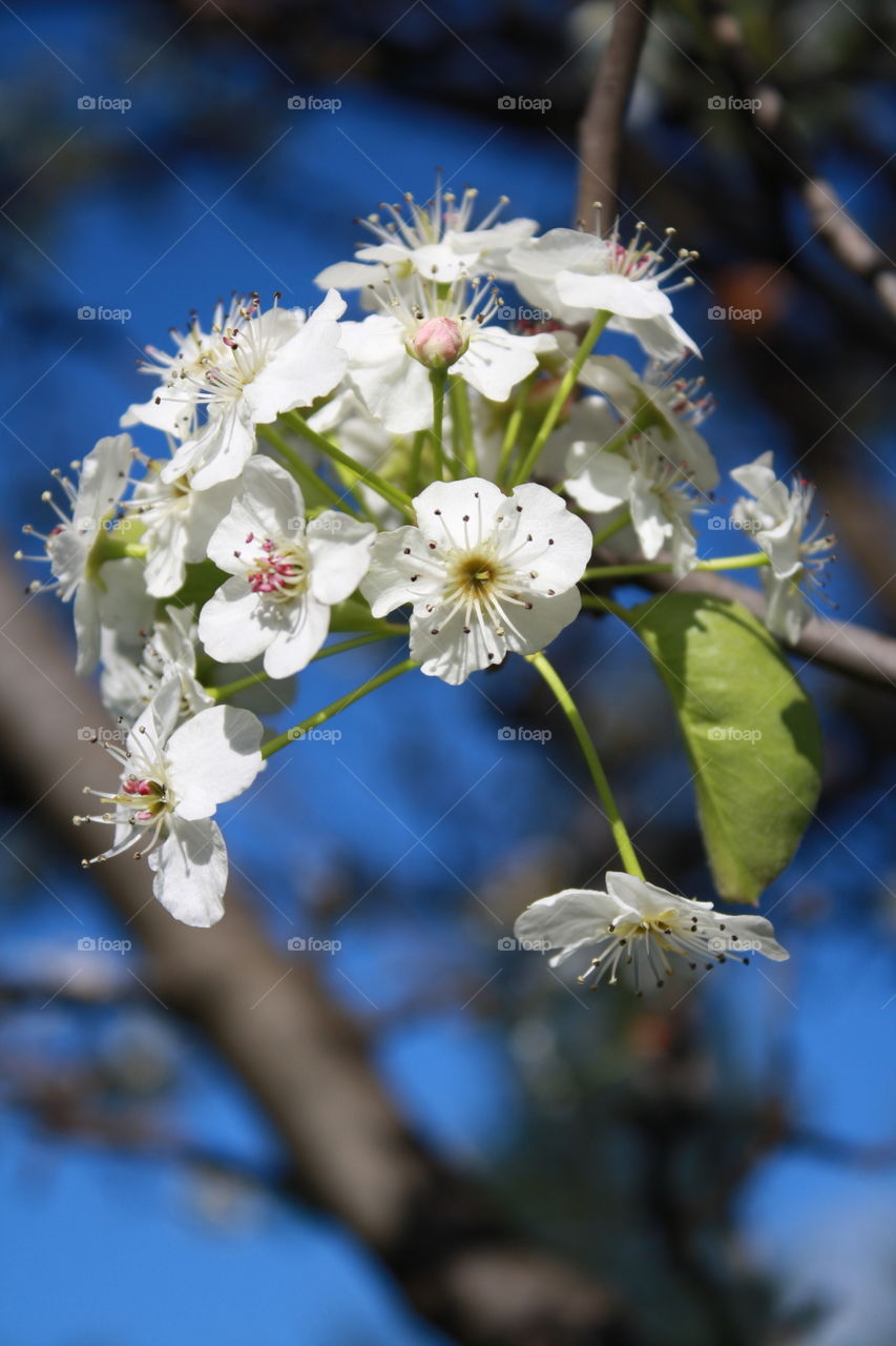 White Blooms