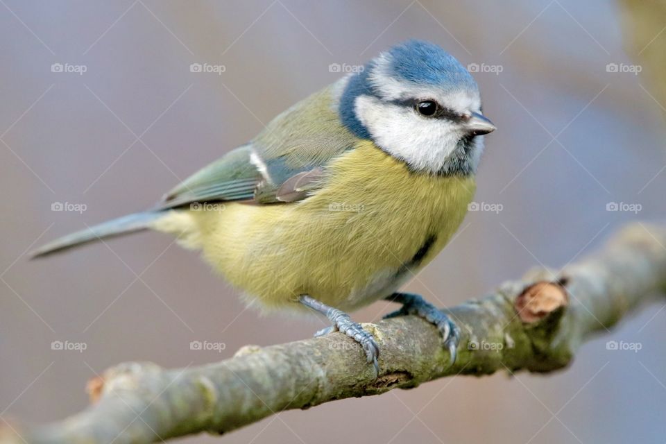 Blue tit