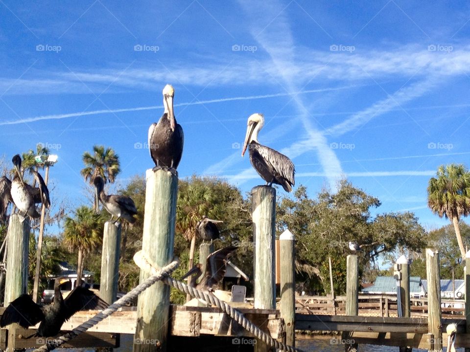 Cormorants and Pelicans