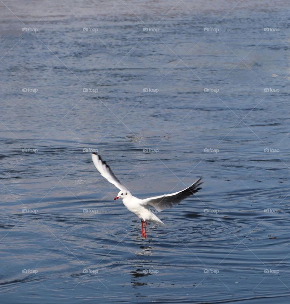 dancing seagull