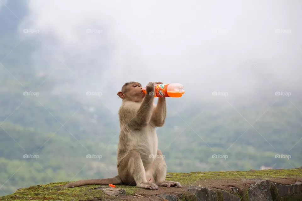 Wild life