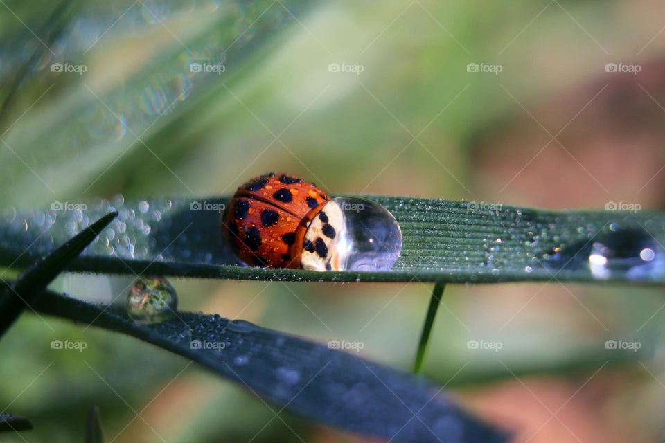 ladybug