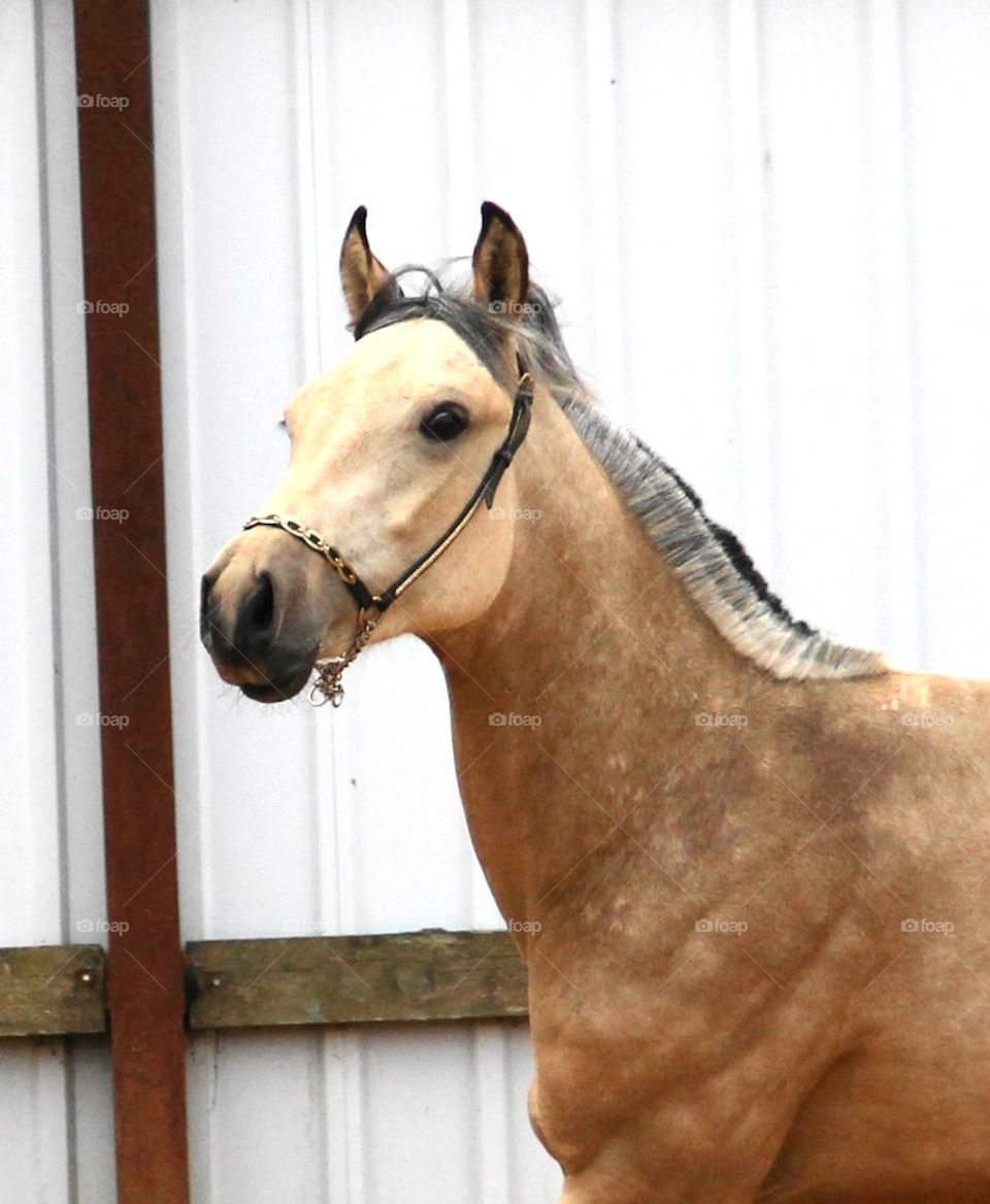 majestic horse