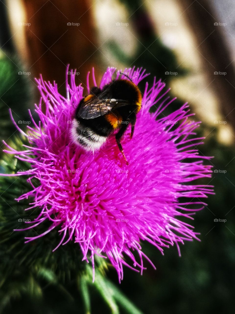 Bumblebee on the flower