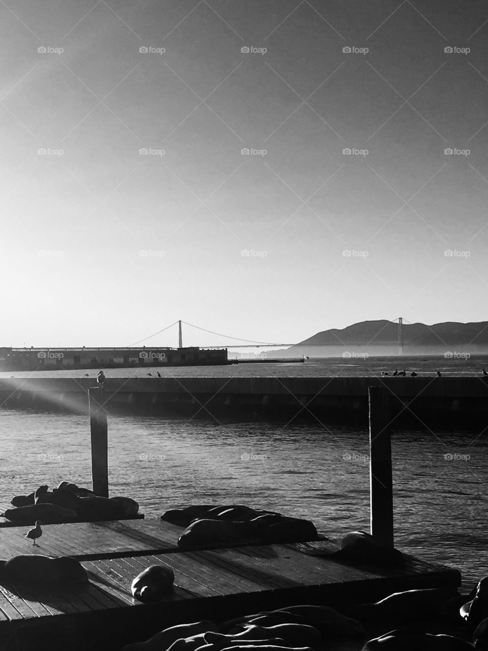 SF , Black &a White , Bridge 