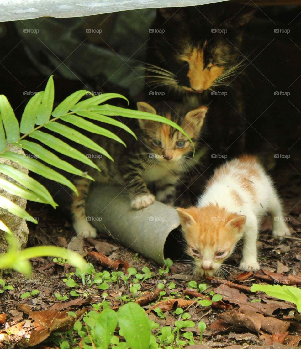 A lovely cat family hiding, while the kitties  experiment curiosity from what surrounds them.