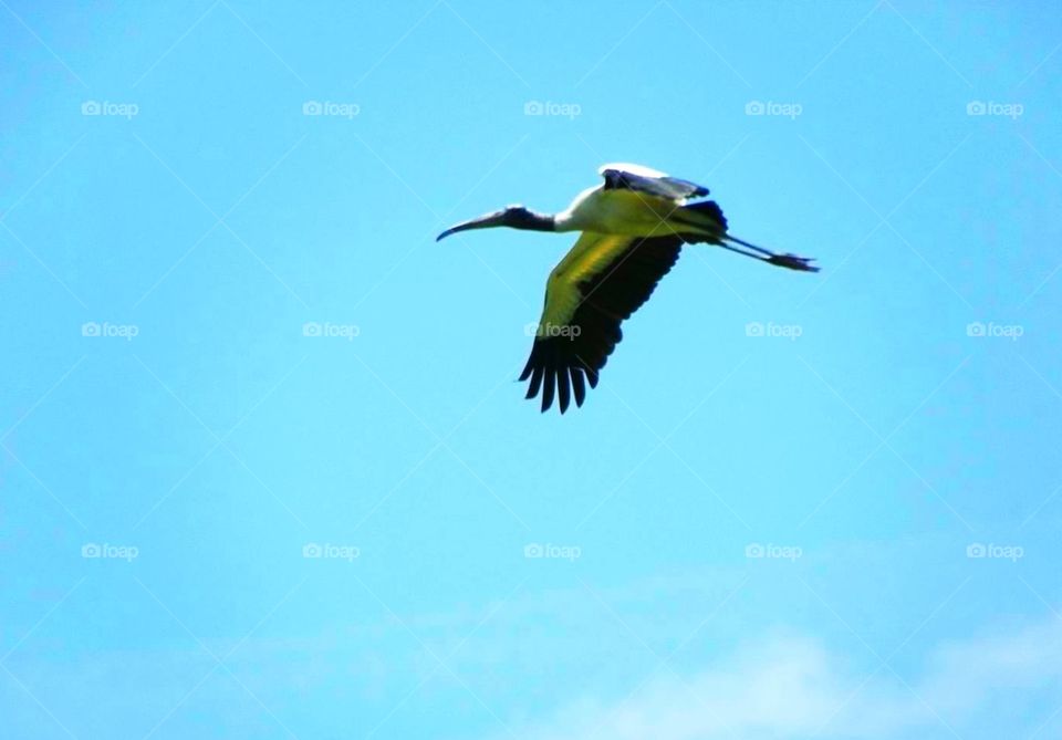 Flying Wood Stork