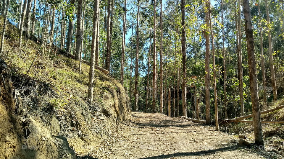 PLANTAÇÃO DE PINUS