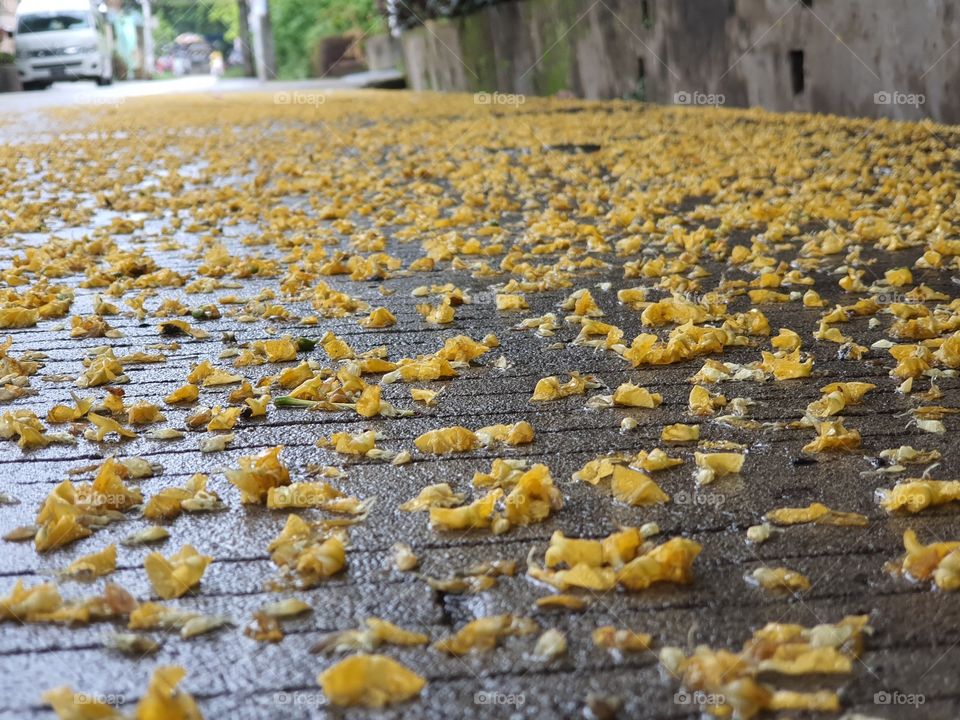 The tiny fragrant yellow-gold flowers  fallen onto the ground